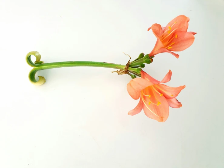 two red flowers with long stem laying on a white surface