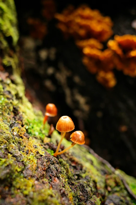 several mushrooms growing on moss with a tree in the background