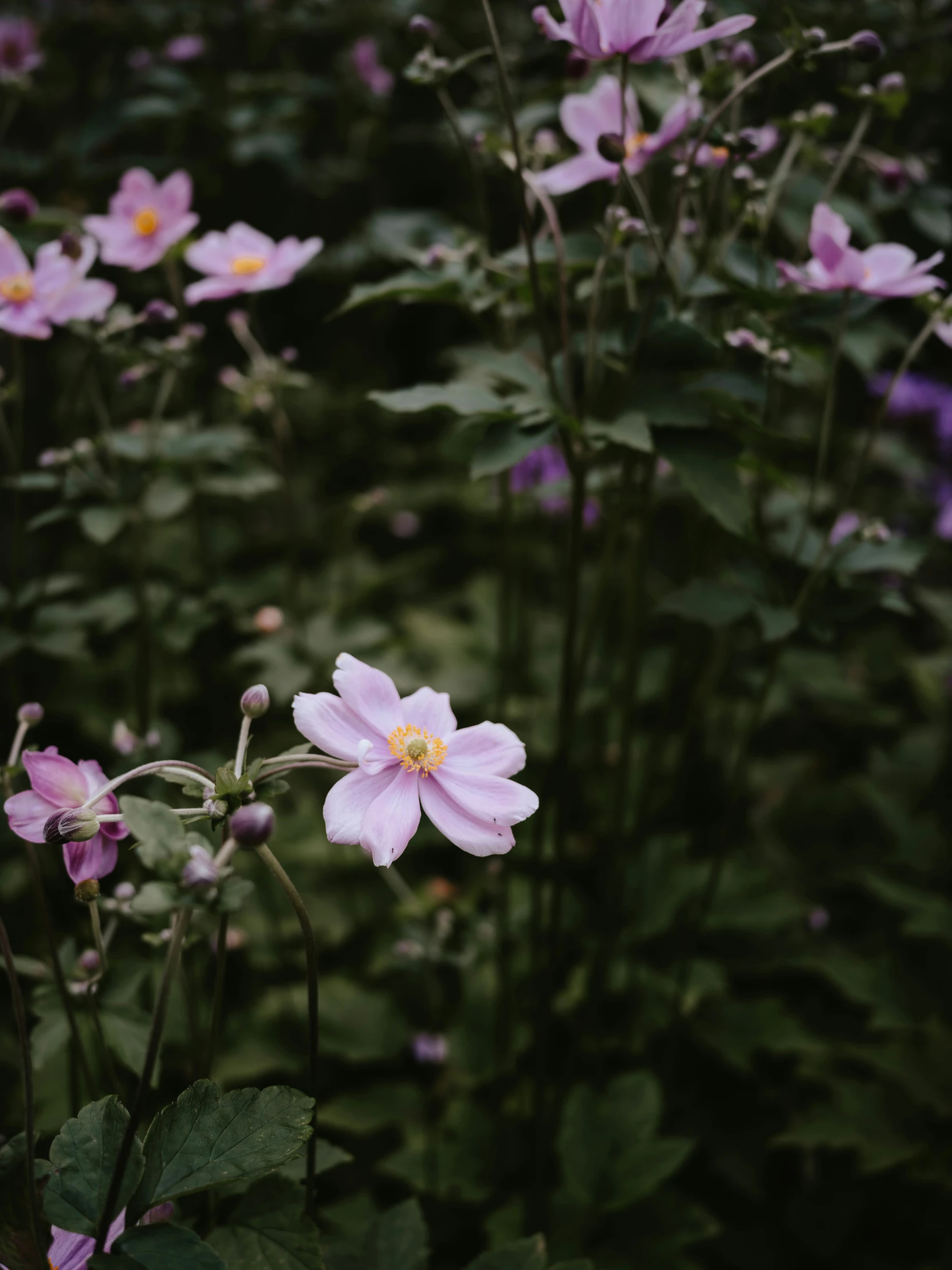 large group of wildflowers with pink petals on a green field