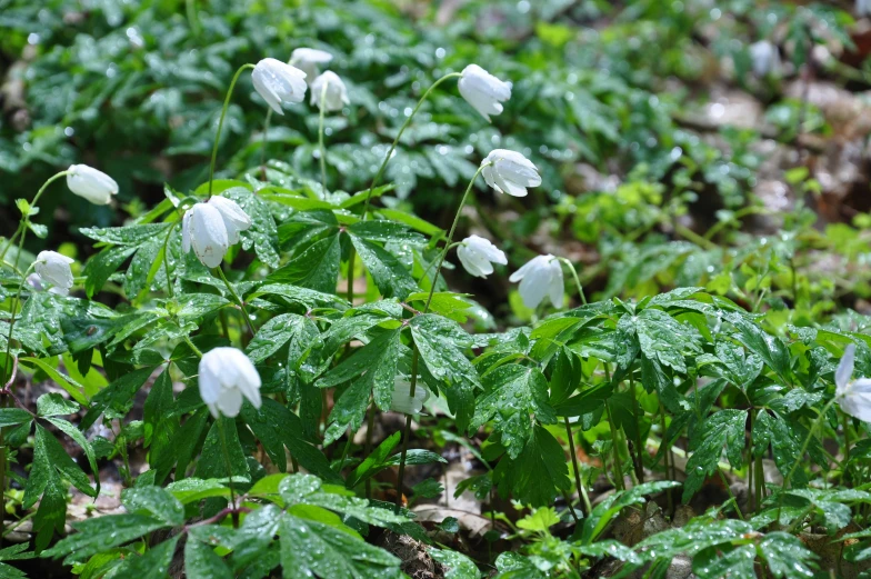 a bunch of white flowers with water droplets on them