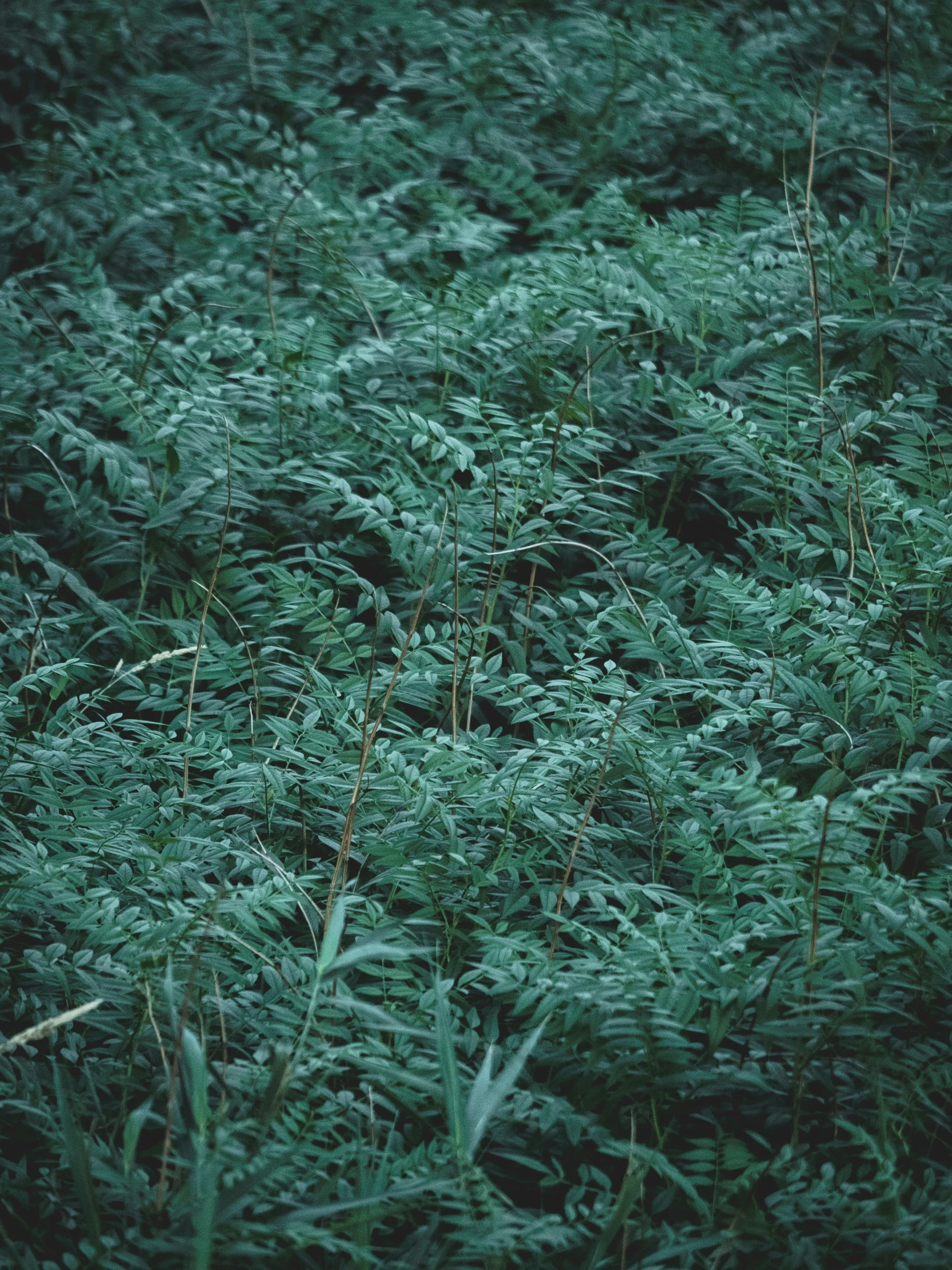 many green grass plants in the middle of the field