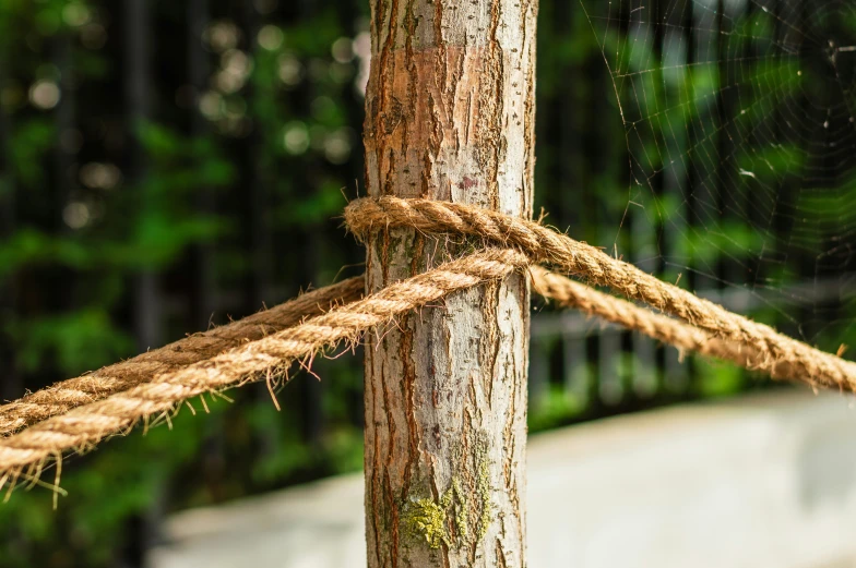 rope tied to a tree with wood fence in background