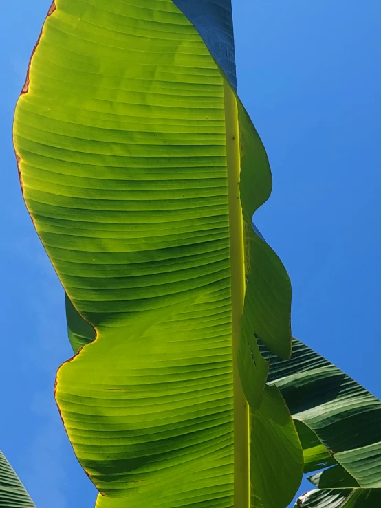 the back end of a giant banana tree with bright green leaves