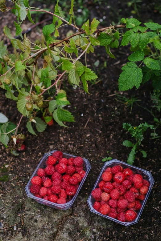 two plastic containers full of strawberries in the dirt