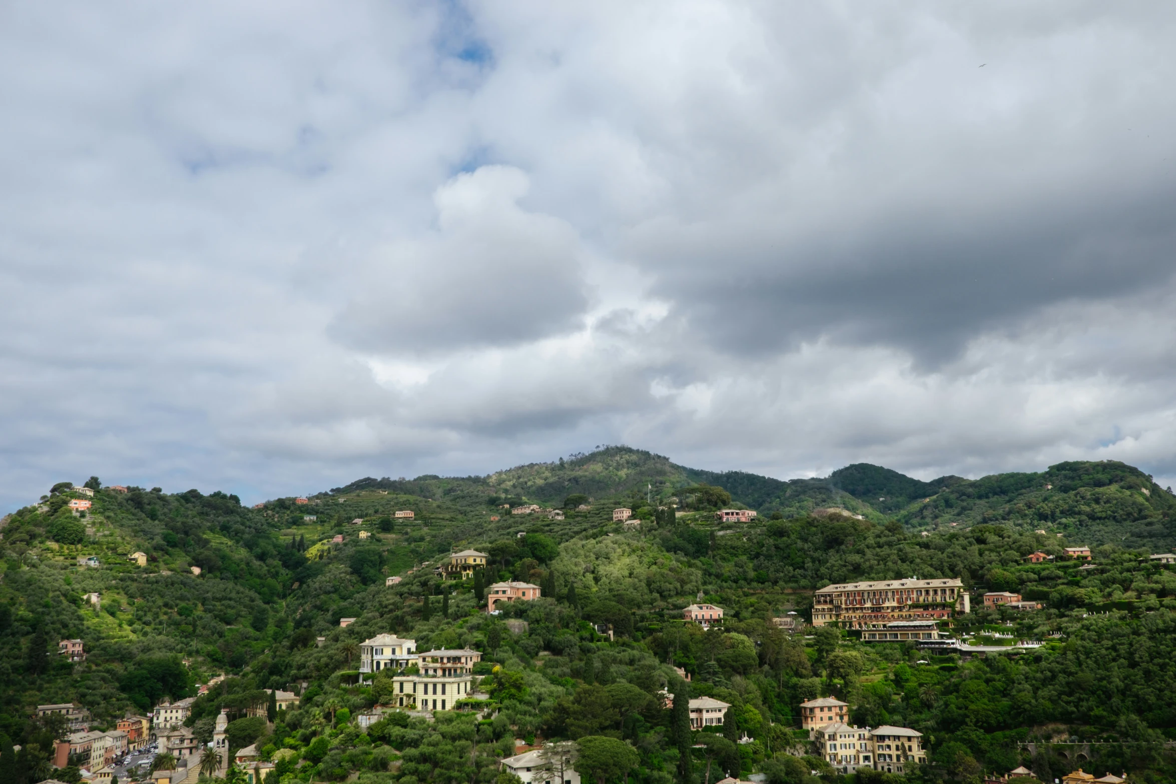 a bunch of trees on a mountain side