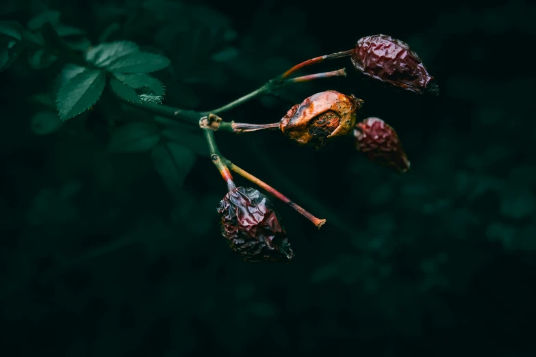 some dried out flowers in the middle of a dark forest