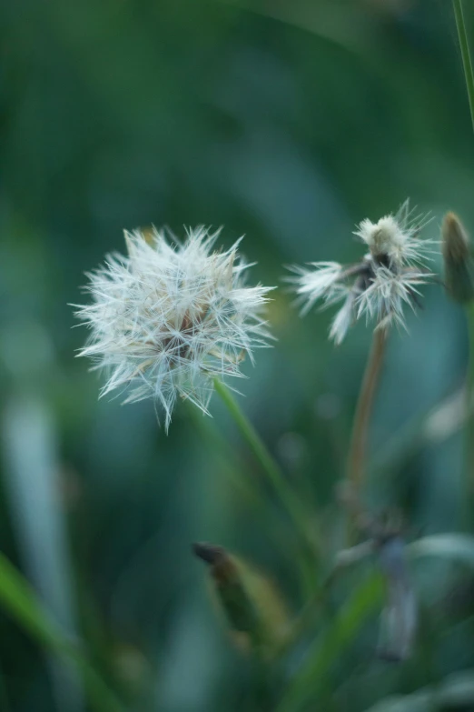 close up pograph of white flower in the foreground