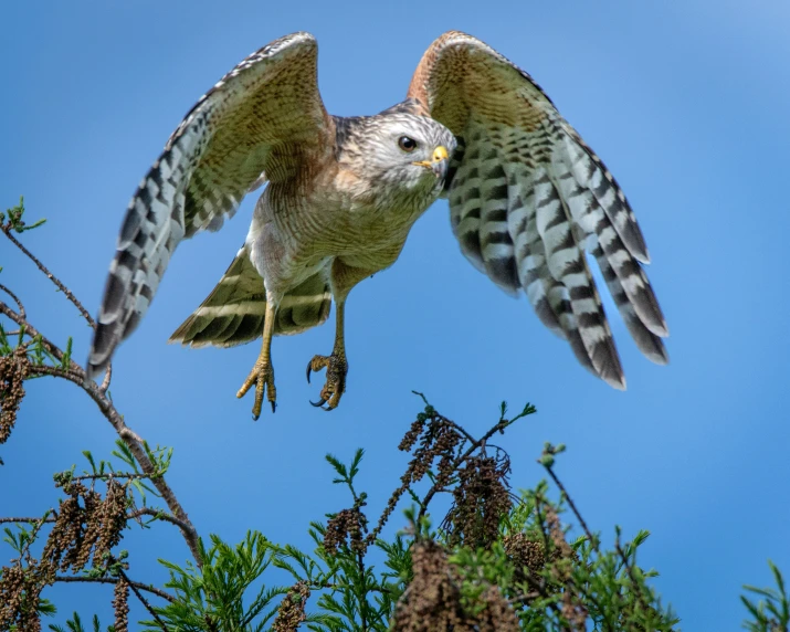 a grey bird with wings spread flying over trees