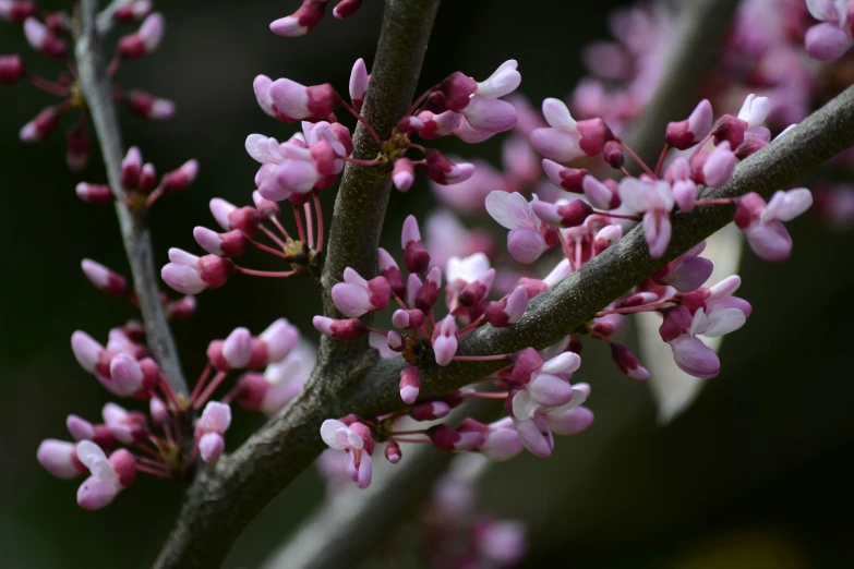 buds on a tree with a blurry background