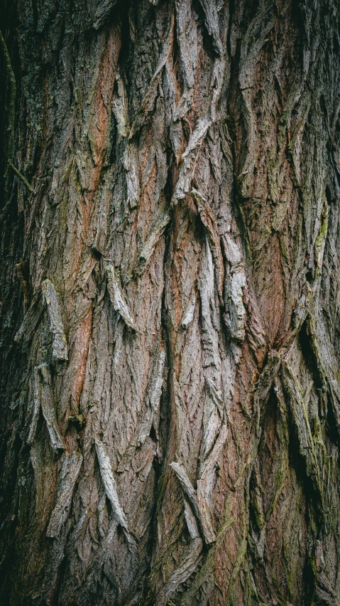 a close up of bark on the bark of a tree