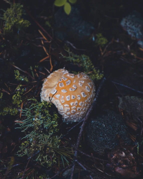 a brown and white mushroom in a green patch