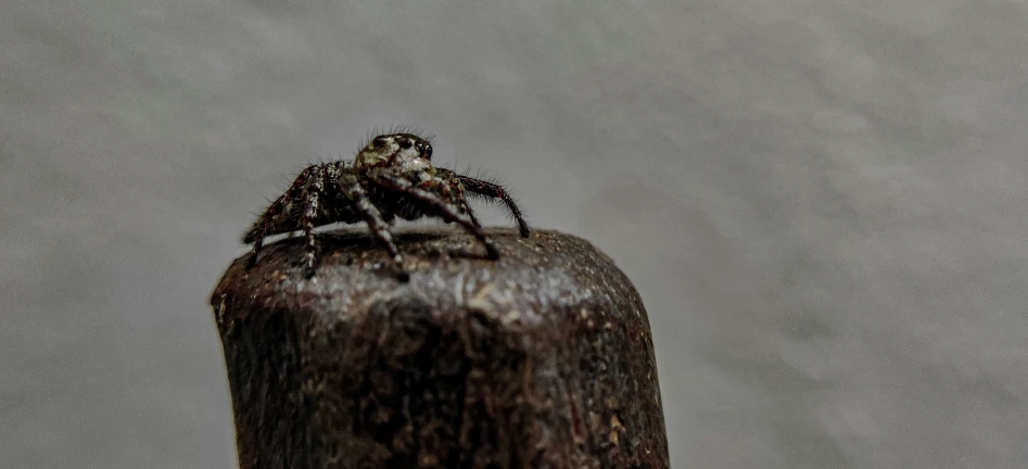 an outdoor spider is sitting on top of a tree stump