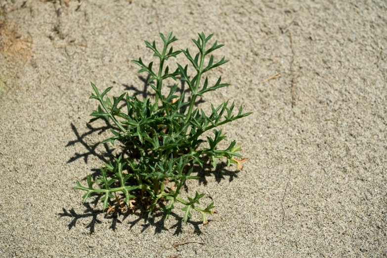 small plant in the middle of a sand covered field