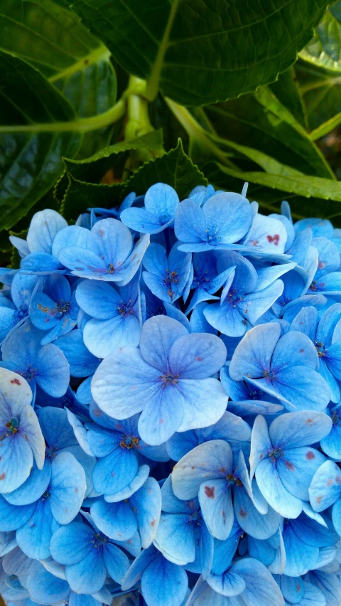 a close up of blue flowers on the stalk