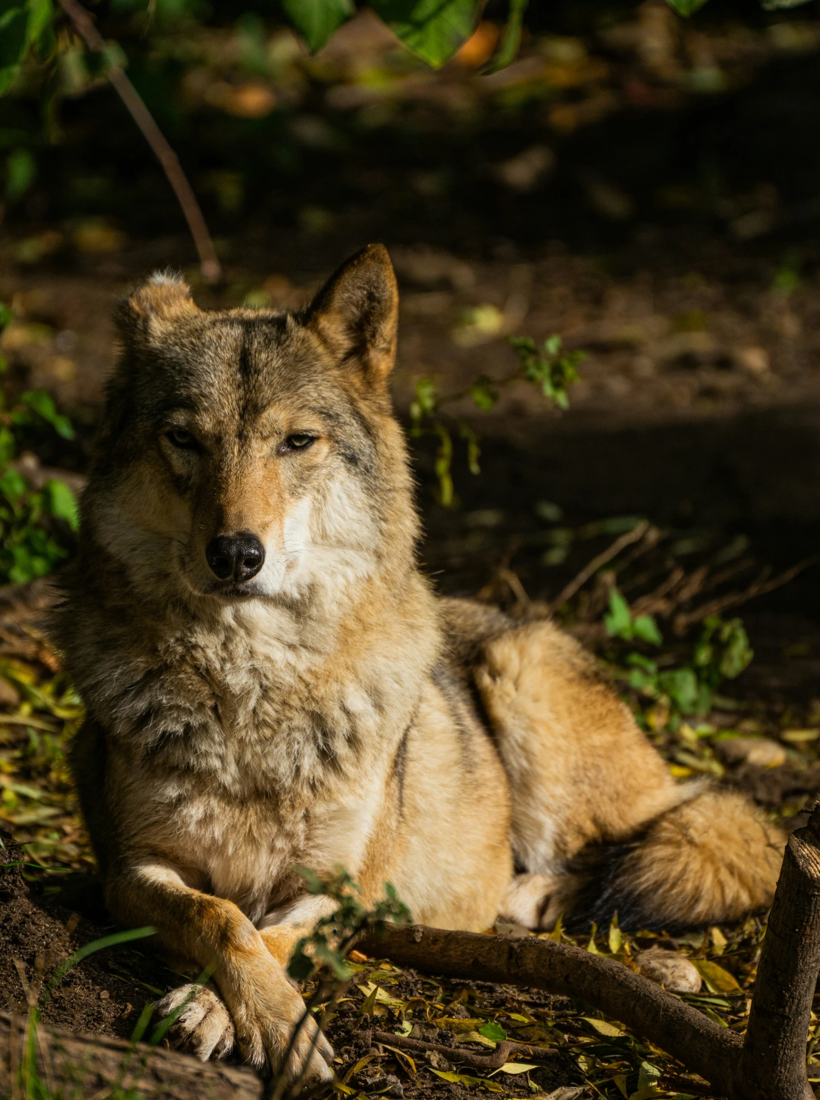 a very cute furry animal laying in the dirt