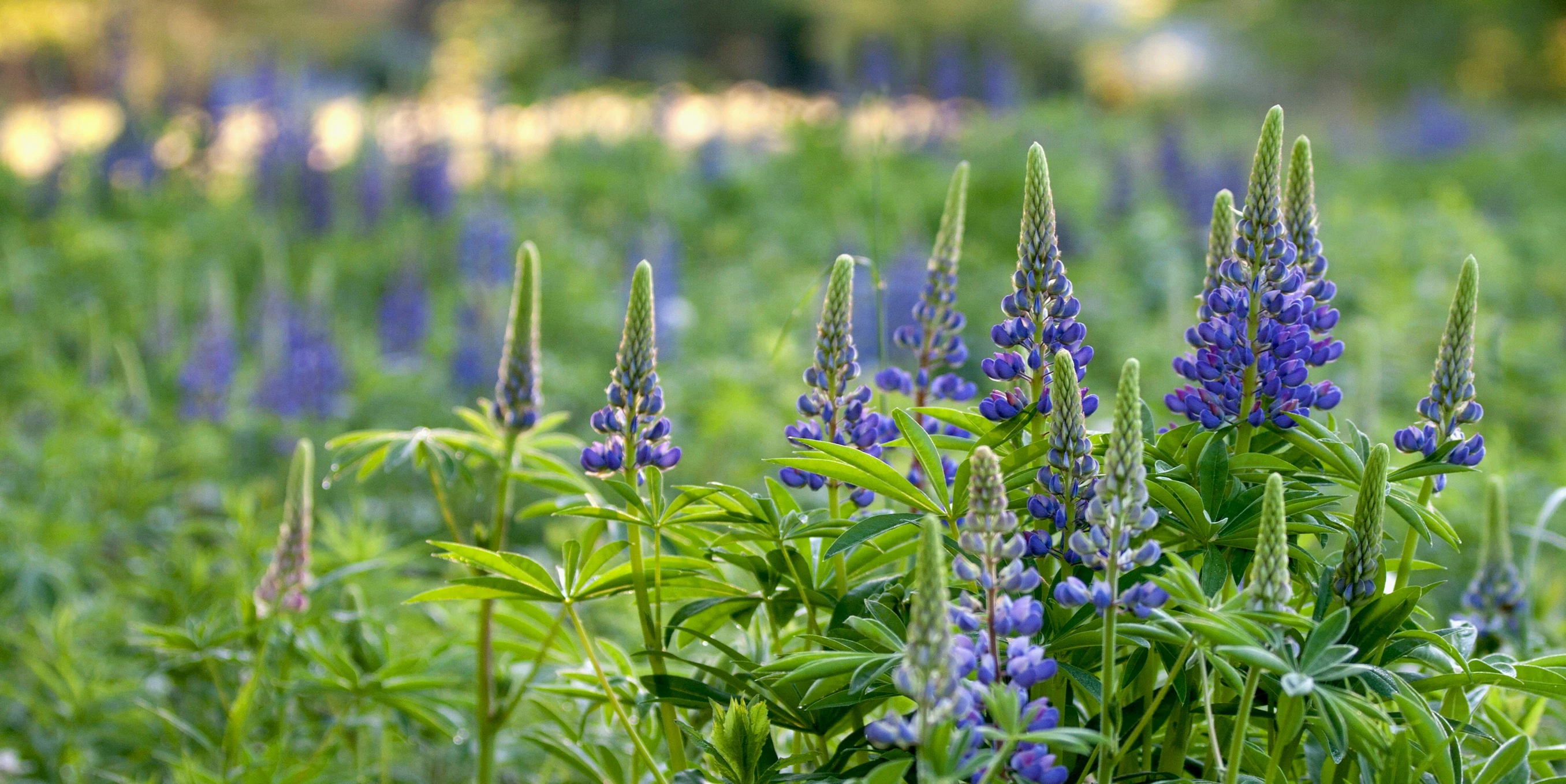 blue and green flowers in the field next to a forest