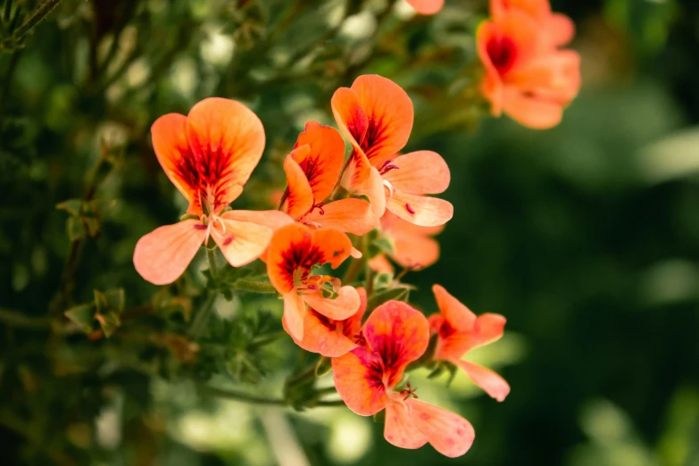 some bright red flowers on a stalk and green foliage