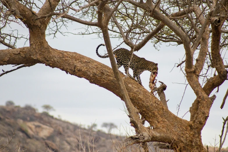 a large leopard standing on top of a tree