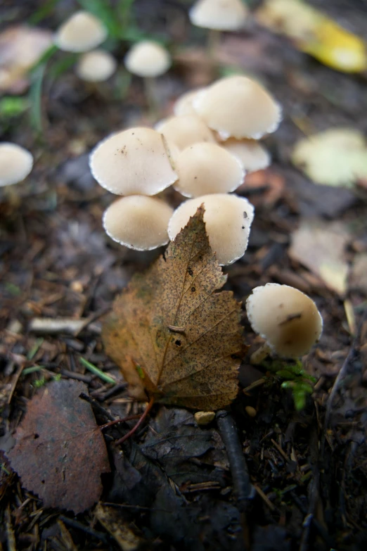 mushrooms are growing on the ground near a leaf