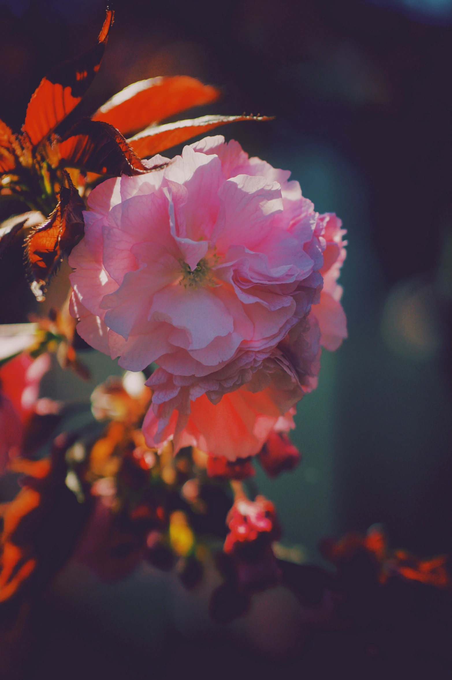 a pink flower on the end of a nch