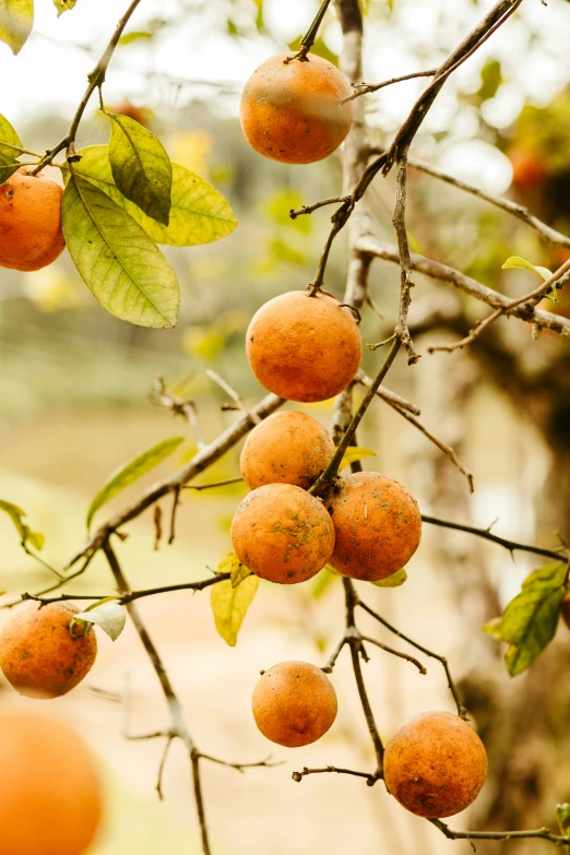 some fruit hanging from a tree in an orchard