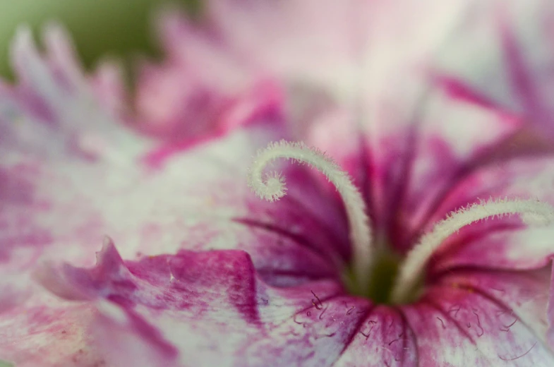 close up view of the center flower of a pink flower