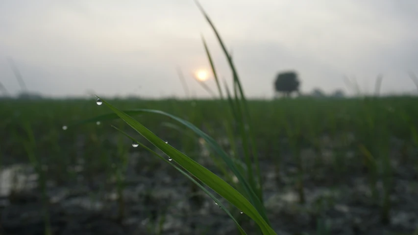 the sun is reflected in the drops of dew on a leaf