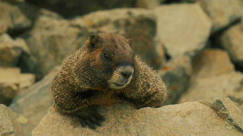 a close up of a small animal on a rock