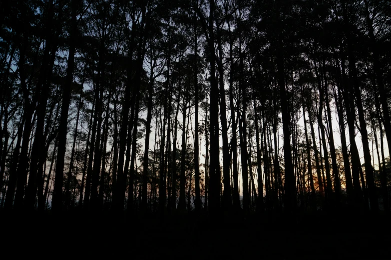 some tall trees are silhouetted against the sunset