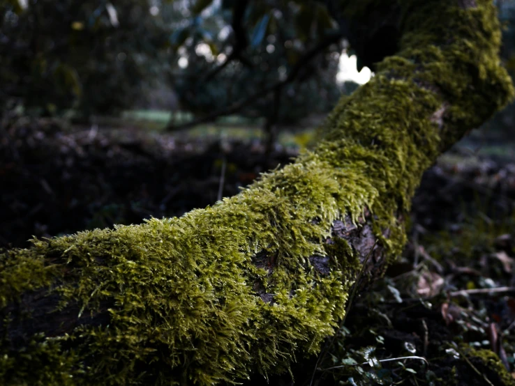 a tree trunk with moss growing on it in the woods