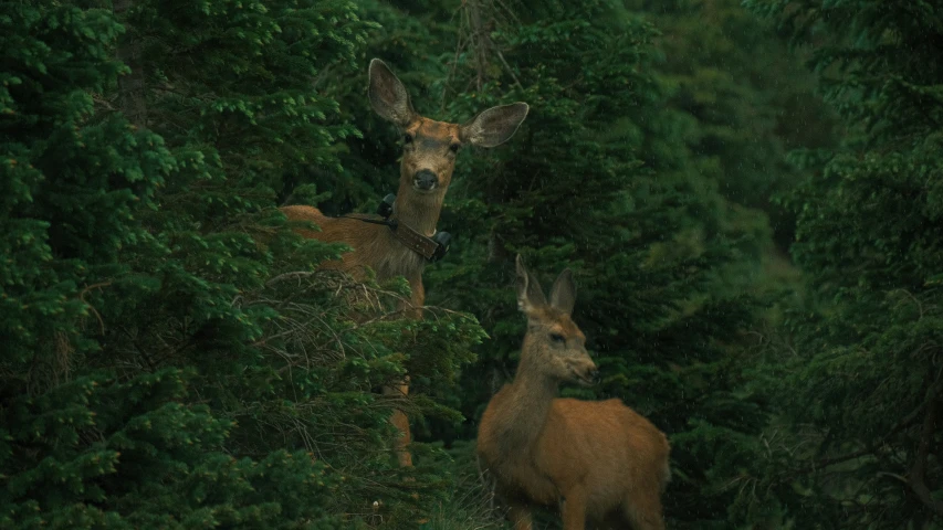 a couple of deer standing next to each other on the ground