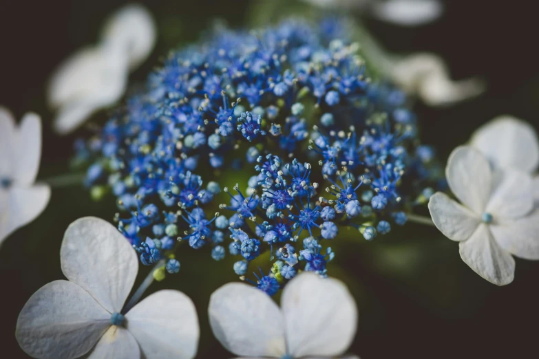 the background image is blurry and has a blue flower that appears to be some kind of plant