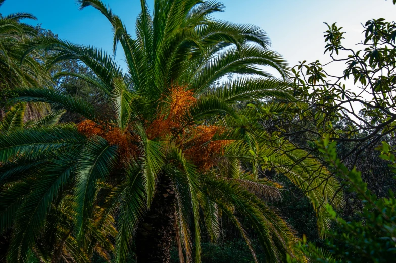 a palm tree on the left side of the image, without any leaves