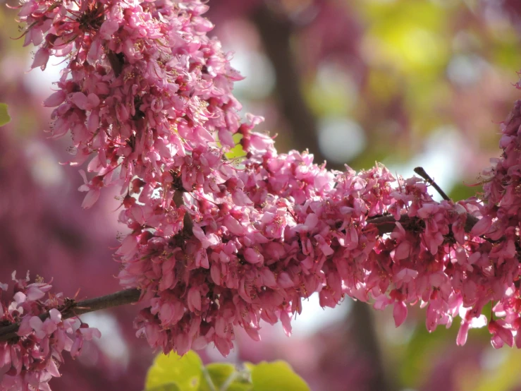 the blossoming pink blossoms of a cherry tree