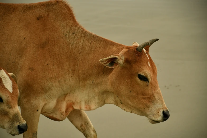 two cows side by side, one brown and white with long horns