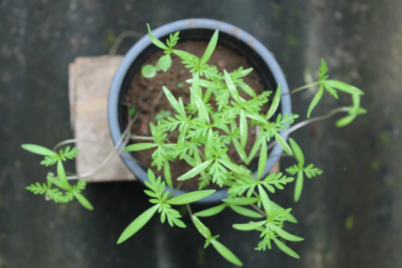 a close up of a potted plant in a room