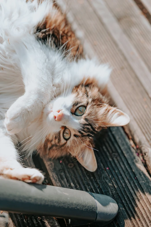 a cat stretching out on the ground and playing with a remote