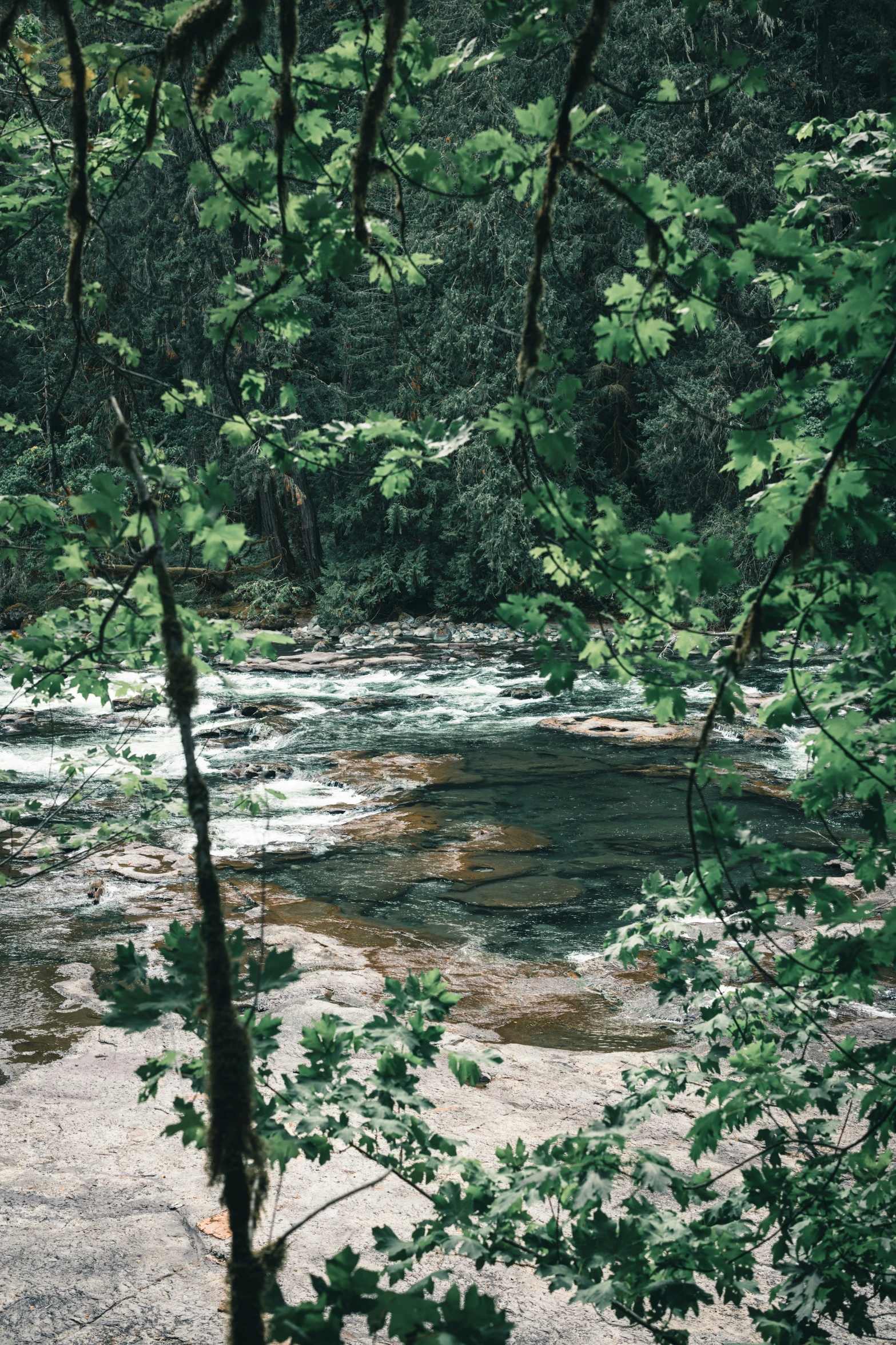 the stream in the forest is full of leaves