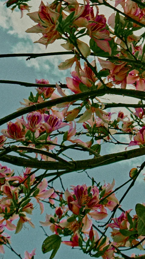 a flowering tree is shown with pink and purple flowers