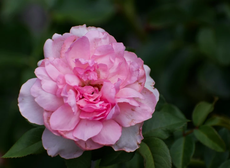 a large pink flower that is next to some green leaves