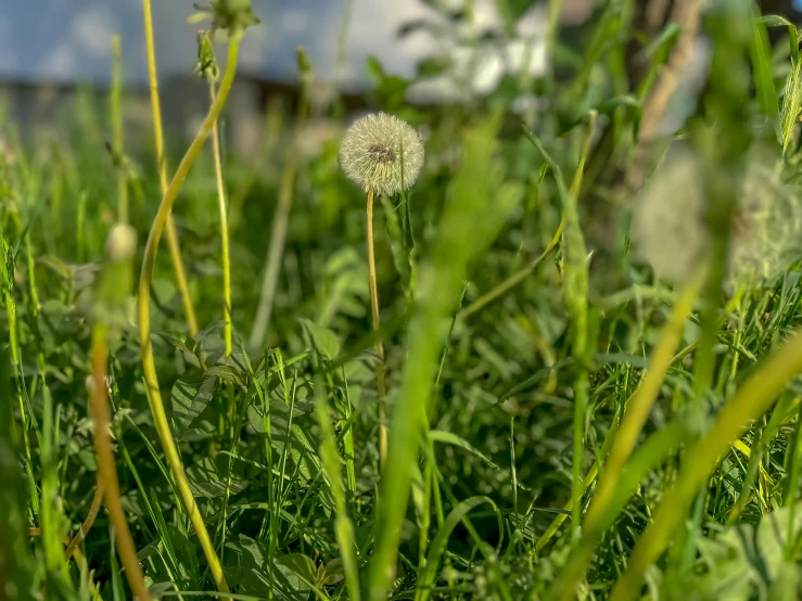 some grass and some small flower near a bench