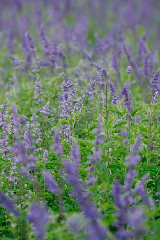 there is purple flowers growing along this field