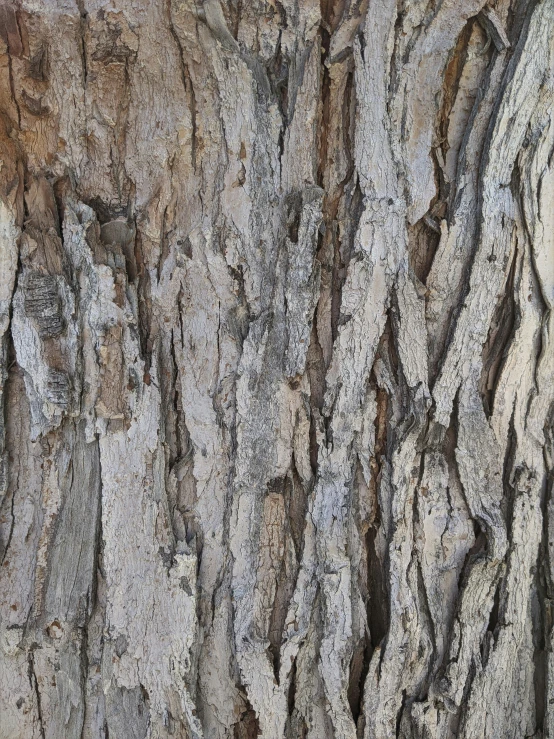 tree bark textured in many different colors