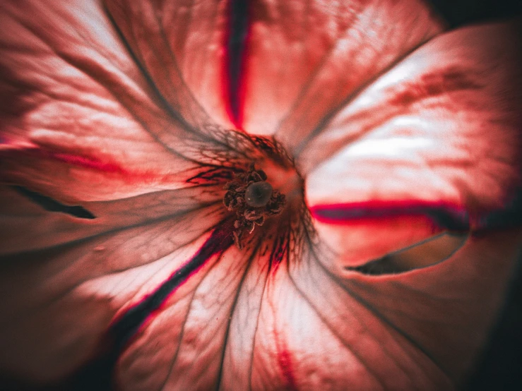 an orange flower with dark background