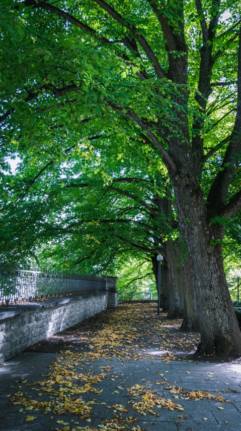 a tree with lots of leaves sitting next to a wall