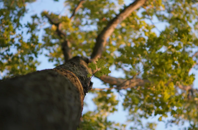 a leaf hanging from the top of a tall tree