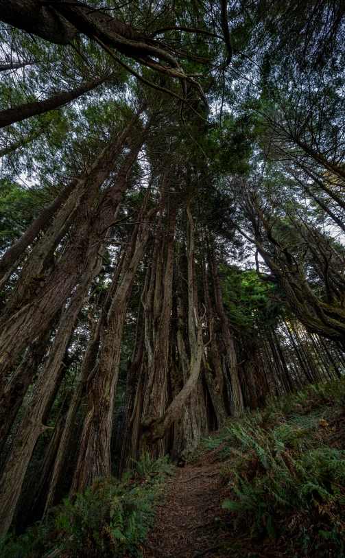 the top of several tall trees on the trail