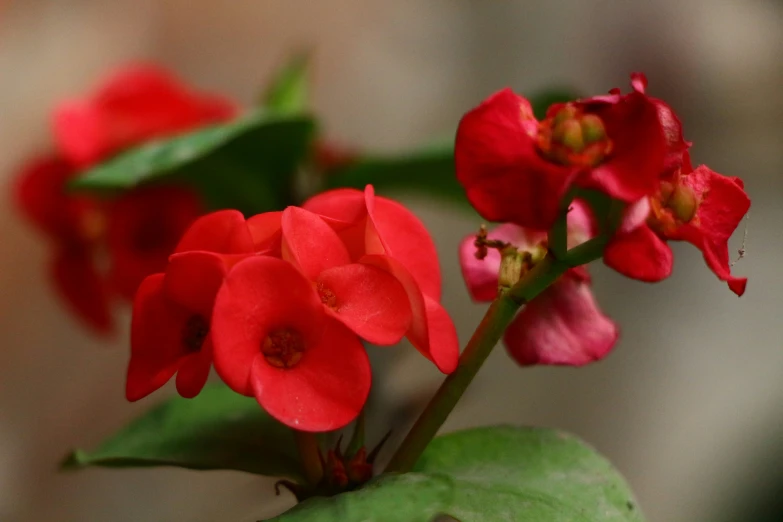 a plant with several flowers and green leaves