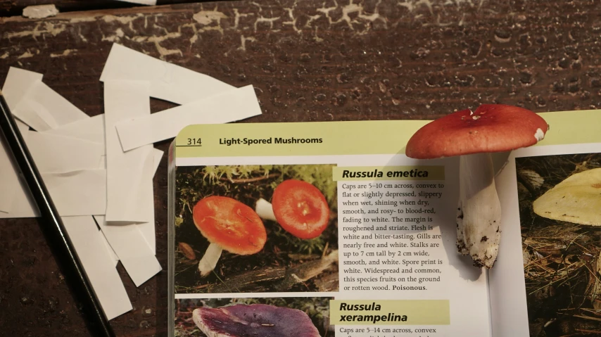 two pages with instructions and pictures of food items