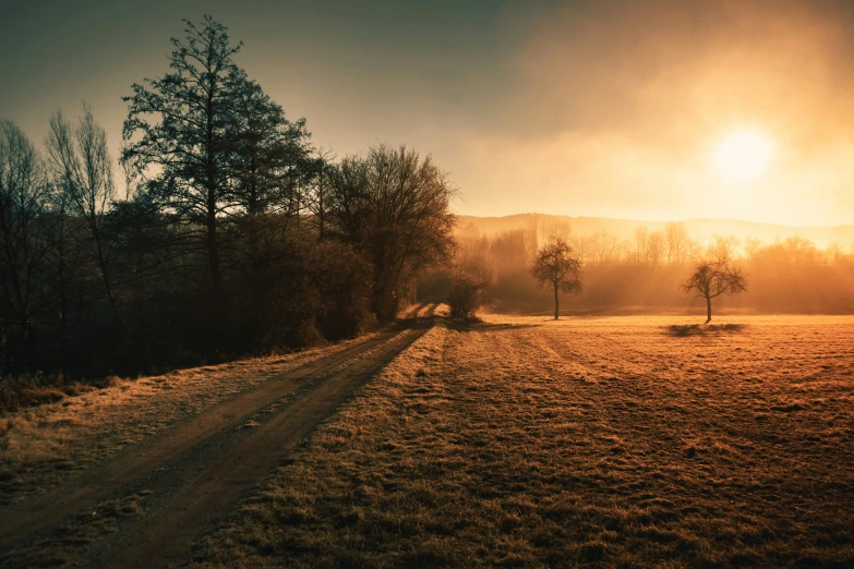 sun setting on the horizon and trees lining a dirt road